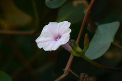 Ipomoea marginata